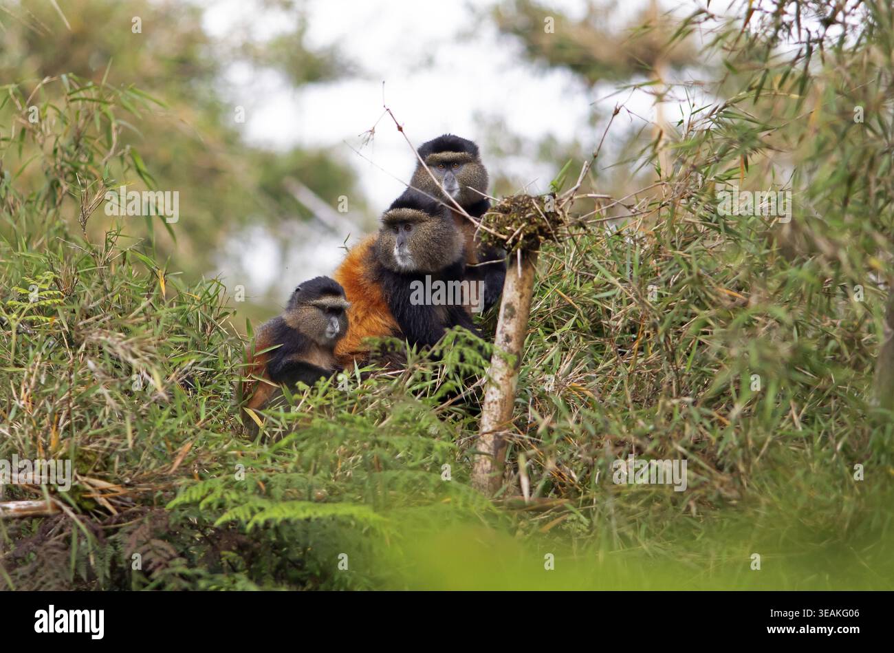 Goldene Affen (Cercopithecus mitis kandti) im Bambuswald, Virunga Volcanic Mountains, Parc National des Volcans, Volcanoes National Park, Rwan Stockfoto