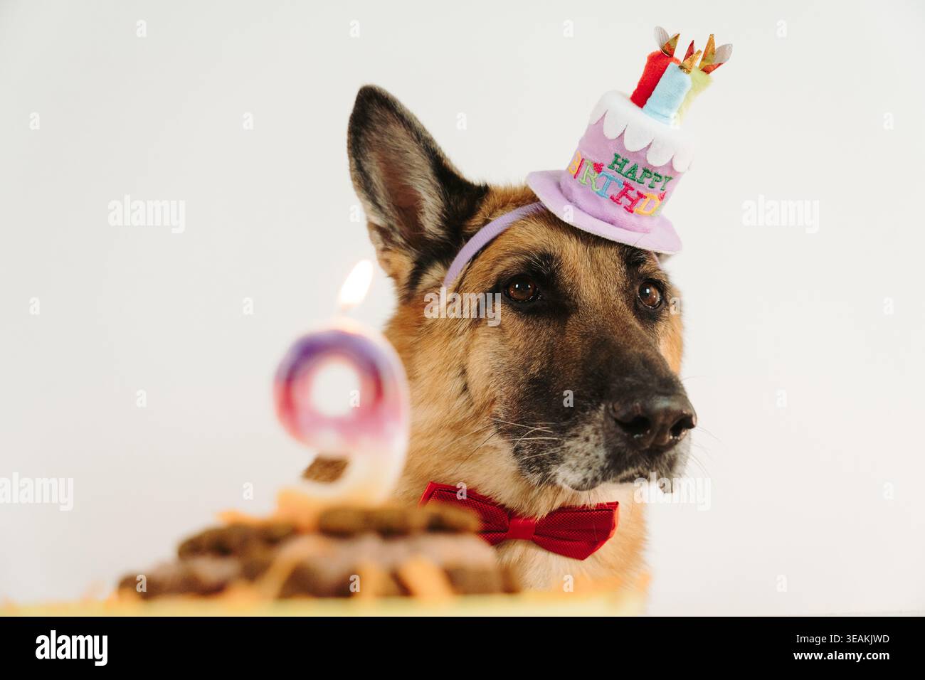 Deutscher Schäferhund in Geburtstagshut und Fliege mit Tortennummer neun brennende Kerze im Vordergrund. Warmes festliches Porträt mit Feststimmung. Stockfoto