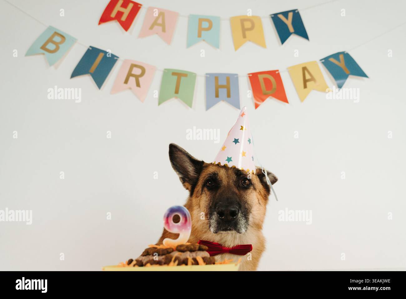 Deutscher Schäferhund mit Partyhut und Fliege sitzt hinter Geburtstagstorte mit Kerze mit der Zahl neun. Festliche Haustier-Feier-Szene. Stockfoto