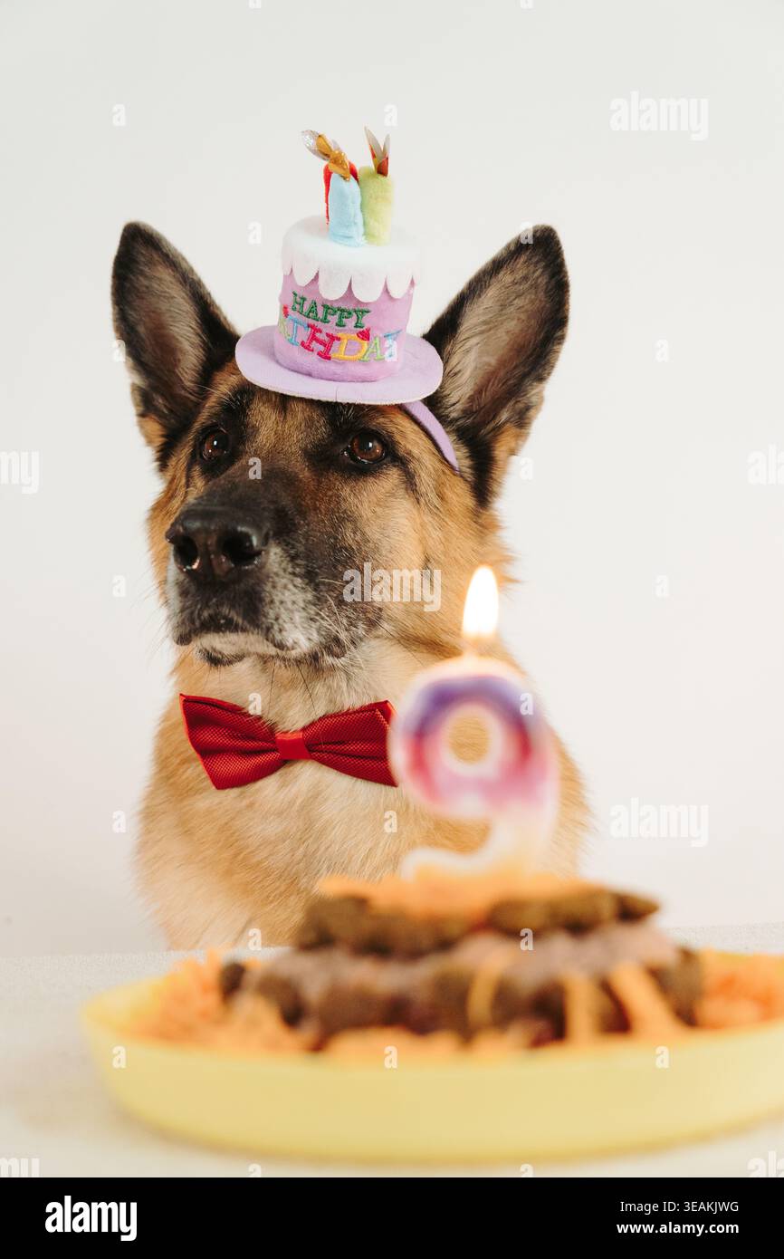 Deutscher Schäferhund in Geburtstagshut und Fliege mit Tortennummer neun brennende Kerze im Vordergrund. Warmes festliches Porträt mit Feststimmung. Stockfoto