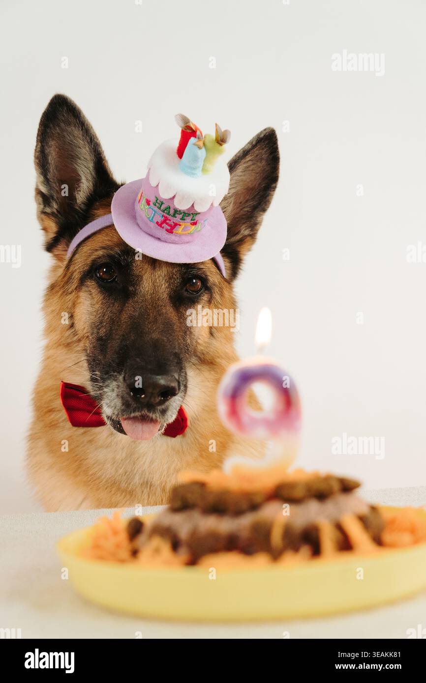 Froher Deutscher Schäferhund mit Geburtstagshut und Fliege mit Kuchen und brennender Kerze mit der Zahl neun im Vordergrund. Warmes festliches Porträt mit Feierstimmung. Stockfoto