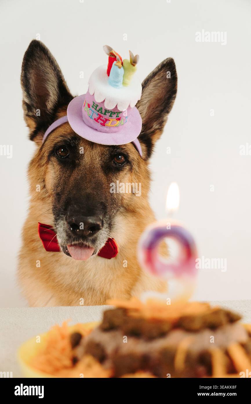 Froher Deutscher Schäferhund mit Geburtstagshut und Fliege mit Kuchen und brennender Kerze mit der Zahl neun im Vordergrund. Warmes festliches Porträt mit Feierstimmung. Stockfoto