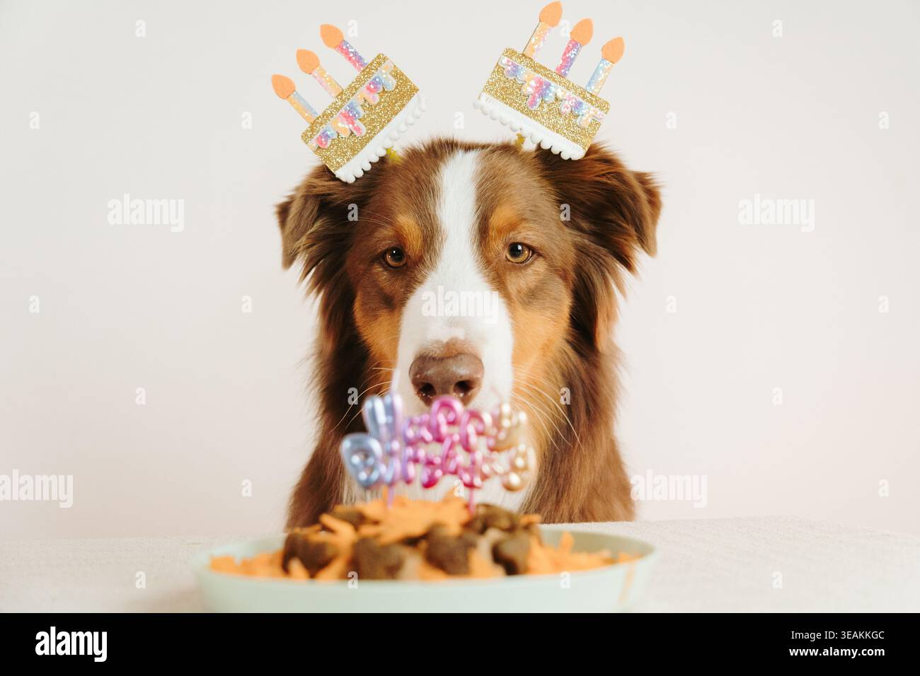 Roter dreifarbiger Australian Shepherd Hund mit Geburtstagsdekorationen schaut auf einen festlichen Haustierkuchen. Bunte Feierszene mit verspielter Stimmung. Stockfoto