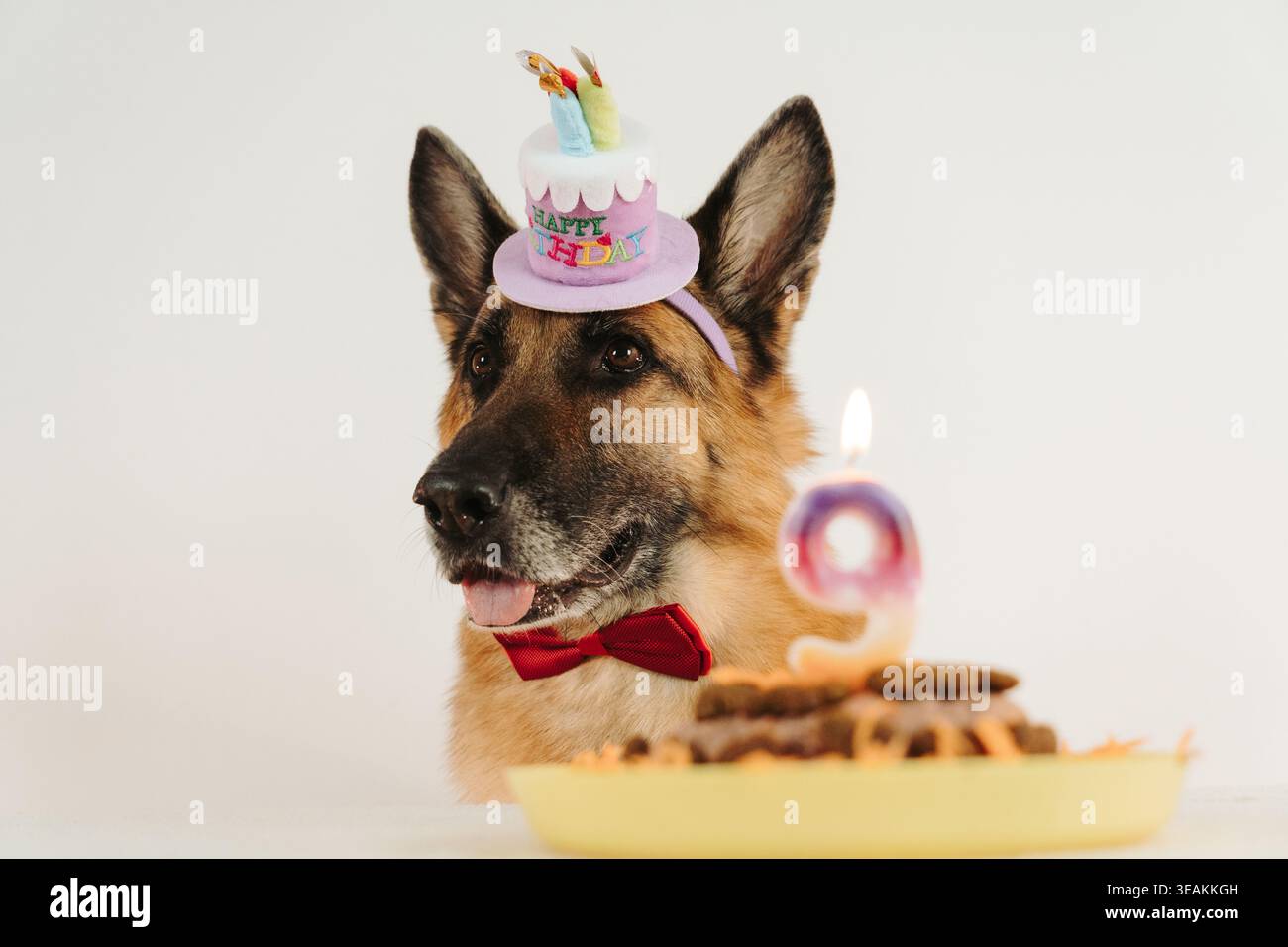 Froher Deutscher Schäferhund mit Geburtstagshut und Fliege mit Kuchen und brennender Kerze mit der Zahl neun im Vordergrund. Warmes festliches Porträt mit Feierstimmung. Stockfoto