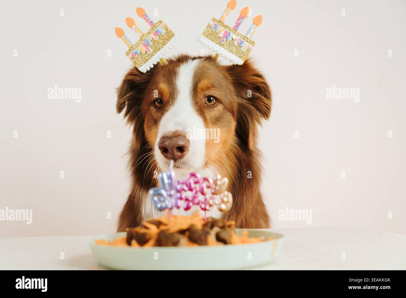 Roter dreifarbiger Australian Shepherd Hund mit Geburtstagsdekorationen schaut auf einen festlichen Haustierkuchen. Bunte Feierszene mit verspielter Stimmung. Stockfoto