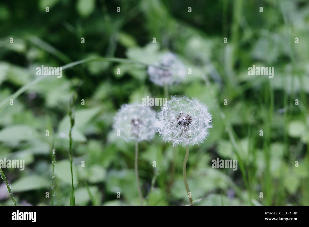 Weiße Löwenzahn-Samenköpfe in Green Meadow Nahaufnahme Stockfoto