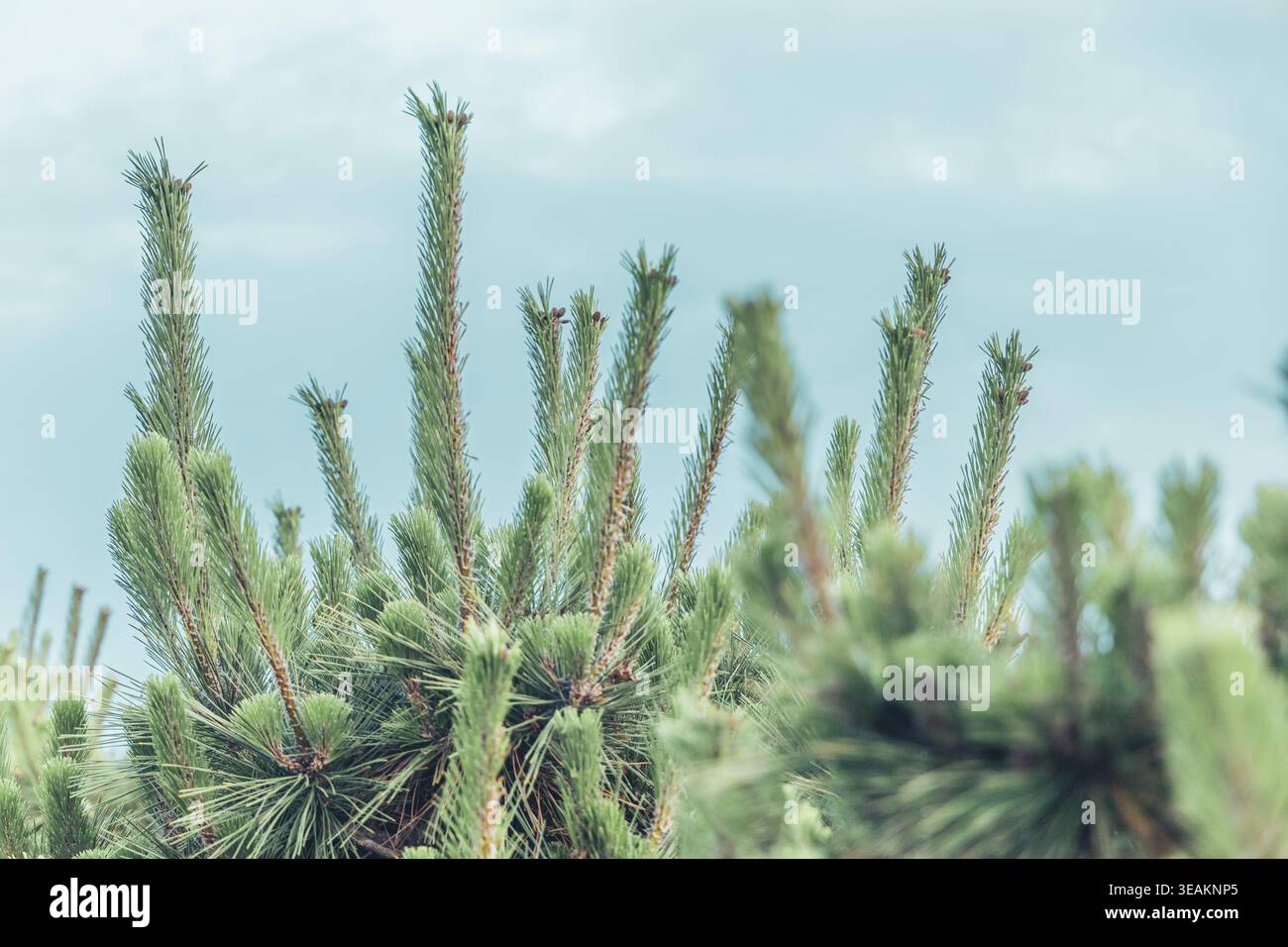 Grüne Kiefernäste mit neuem Wachstum schießen gegen den bewölkten Himmel Stockfoto