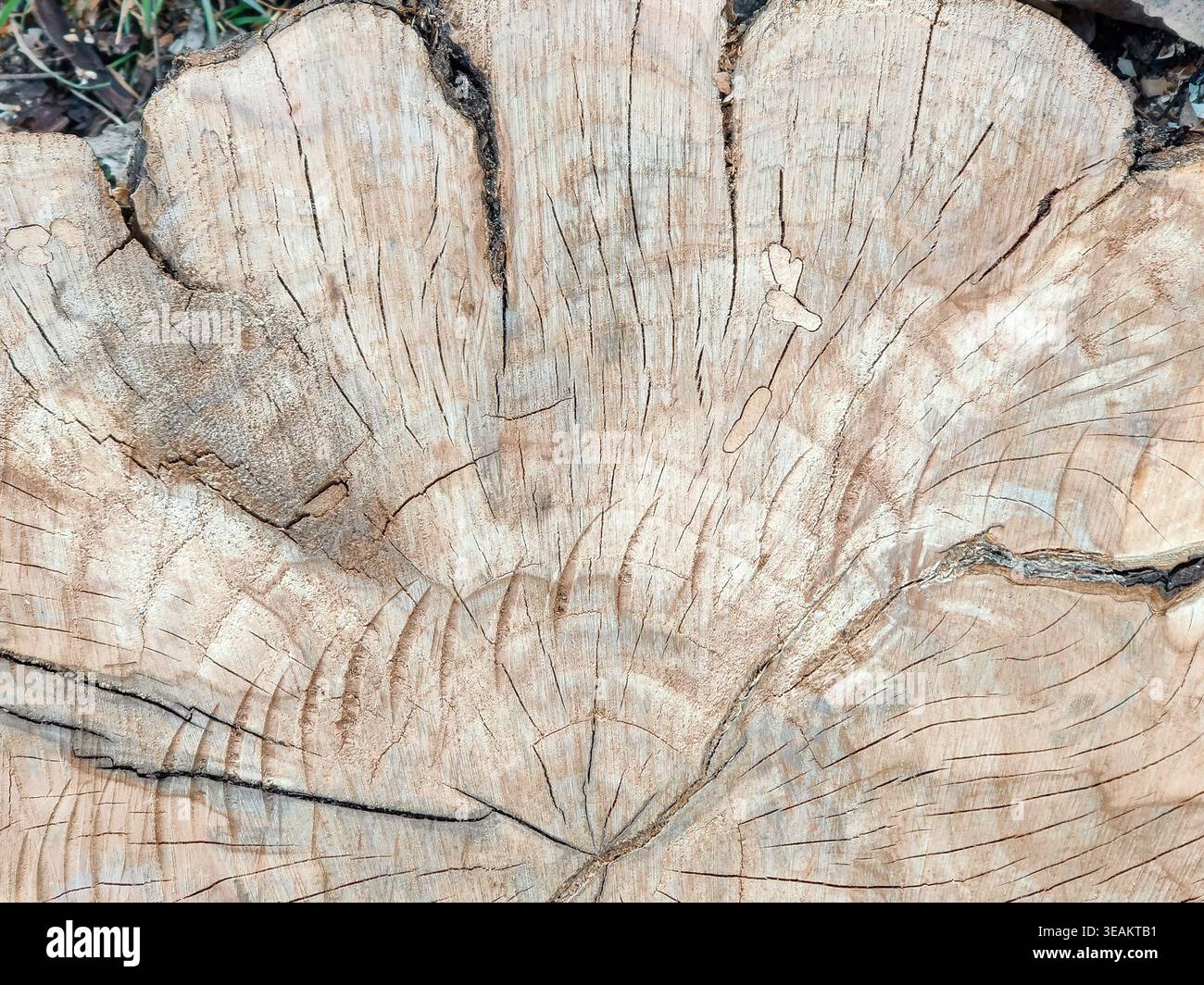Holzstumpf mit mehreren tiefen Rissen, die von der Mitte (Kern) zu den Kanten ausstrahlen. Textur des Schnittes alter Rissbaumstumpfes mit Jahresringen. Nahaufnahme Stockfoto