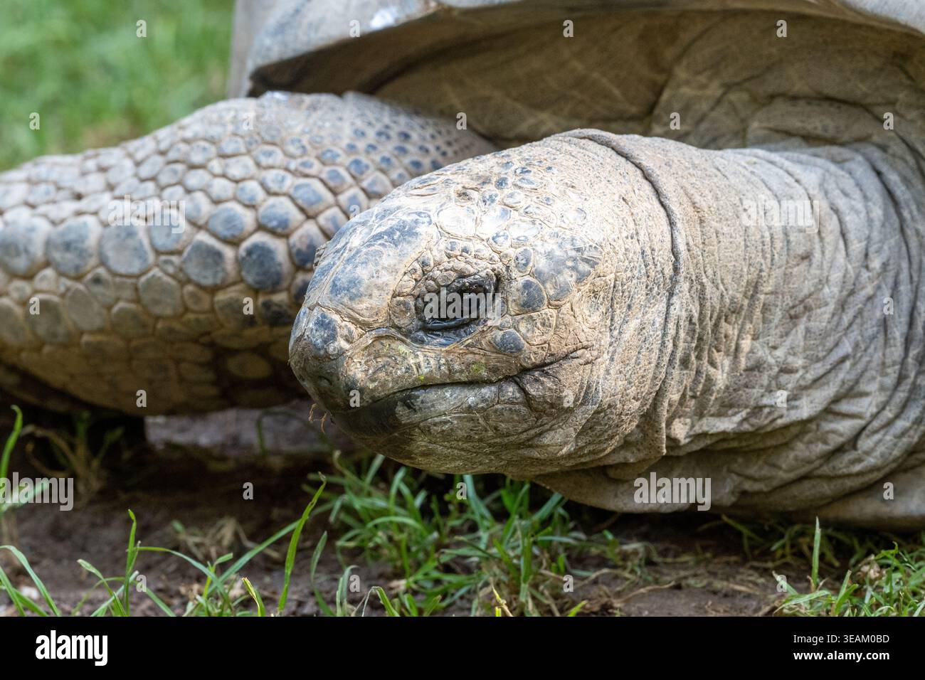 Aldabra Riesenschildkrötengesicht im Profil mit detaillierter Hautstruktur Stockfoto