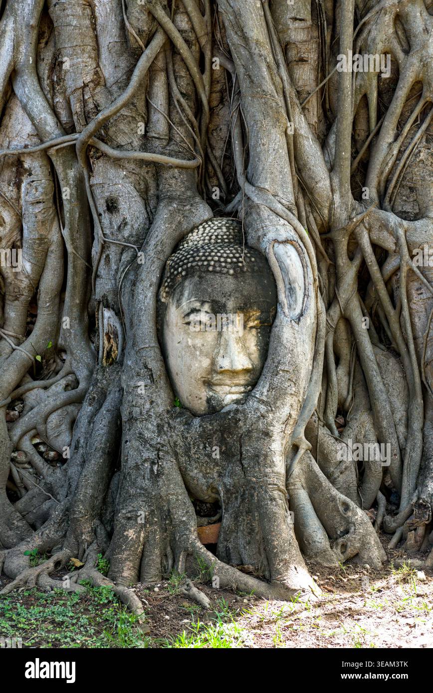 Breiterer Blick auf den berühmten Buddha-Kopf, eingebettet in Baumwurzeln im Wat Mahathat Ayutthaya, Thailand, mit umliegenden Stamm und alten Backsteinruinen. Stockfoto