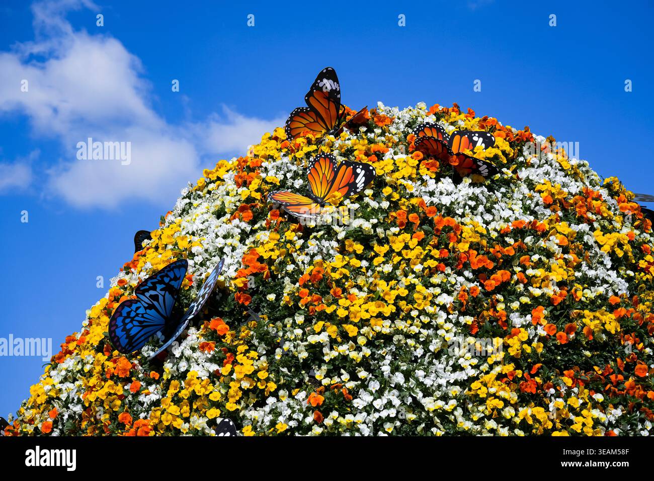 Farbenfrohe Blumenpracht lebendige Stiefmütterchen blühen in einer sonnendurchfluteten Umgebung und heben nachhaltige städtische Gartenarbeit hervor. Stockfoto
