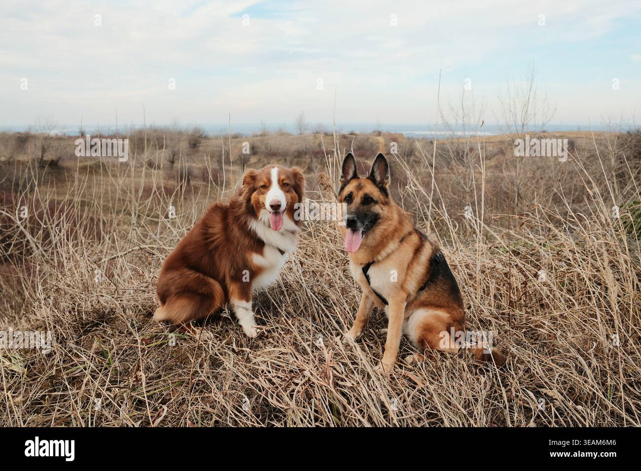 Australian Shepherd und Deutscher Schäferhund sitzen zusammen in einem trockenen Grasfeld. Freundliche, loyale Hunde posieren in der natürlichen Landschaft. Stockfoto