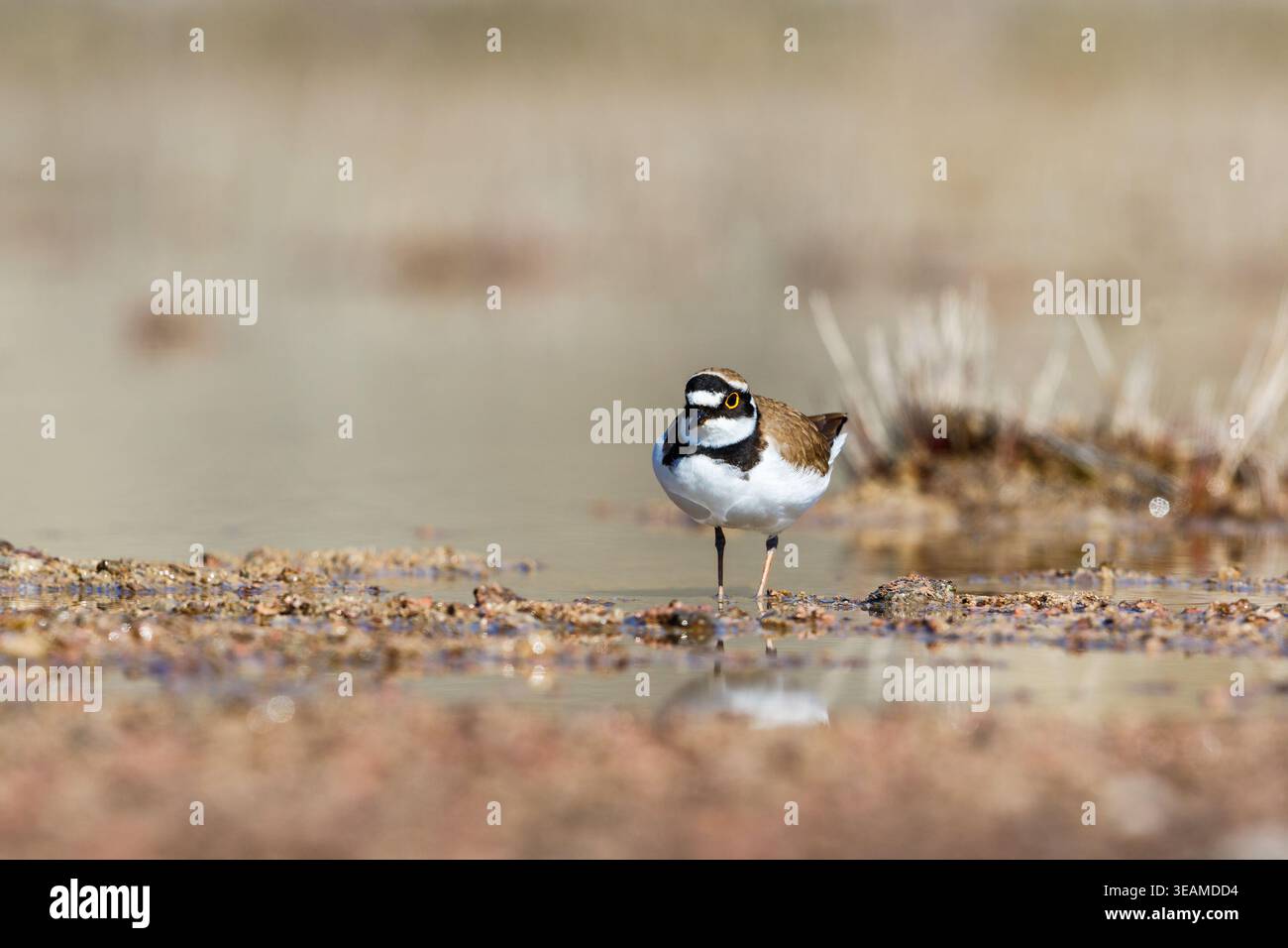 Plover-Vogel am Strand im Sommer Stockfoto