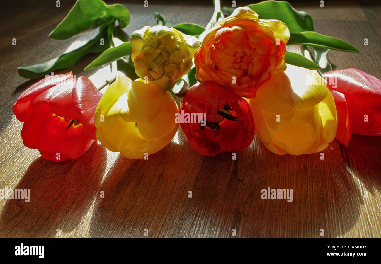 Ein Blumenstrauß aus beleuchteten Tulpen auf einem Parkettboden Stockfoto