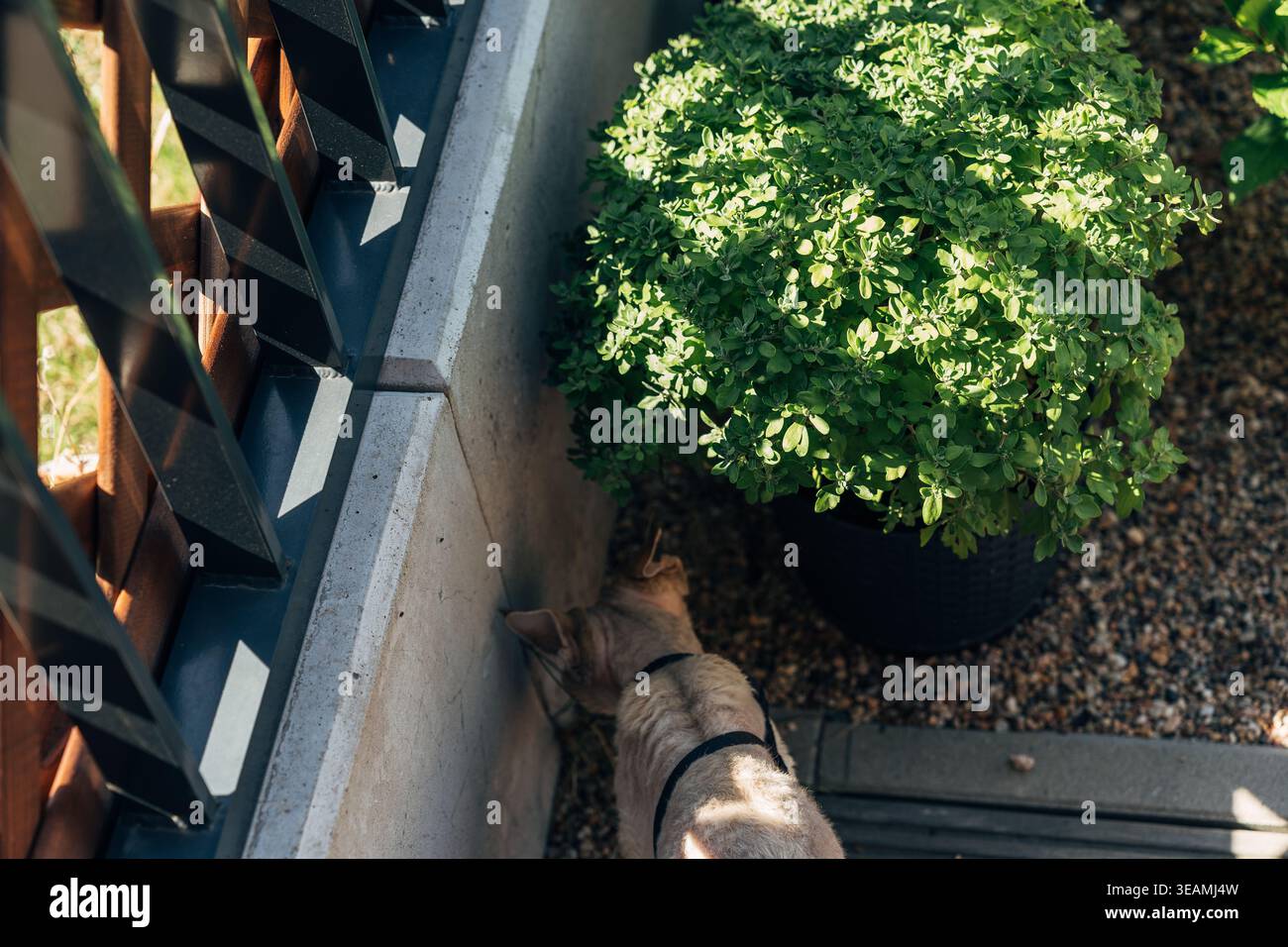 Haarlose Katze, die den Gartenbereich in der Nähe von grüner Pflanze und Holzzaun in sonniger Umgebung im Hinterhof erkundet Stockfoto