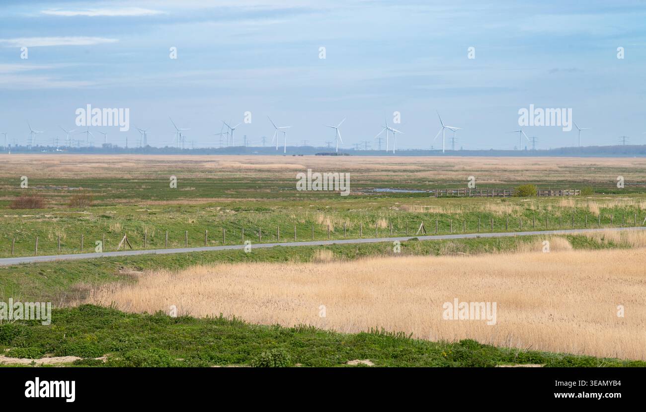 Versunkenes Land von Saeftinghe und Hafen von Antwerpen, Atlantische Salzmoorlandschaft, Feuchtgebiet und Naturschutzgebiet, Niederlande und Belgien, Brackwassergebiet Stockfoto