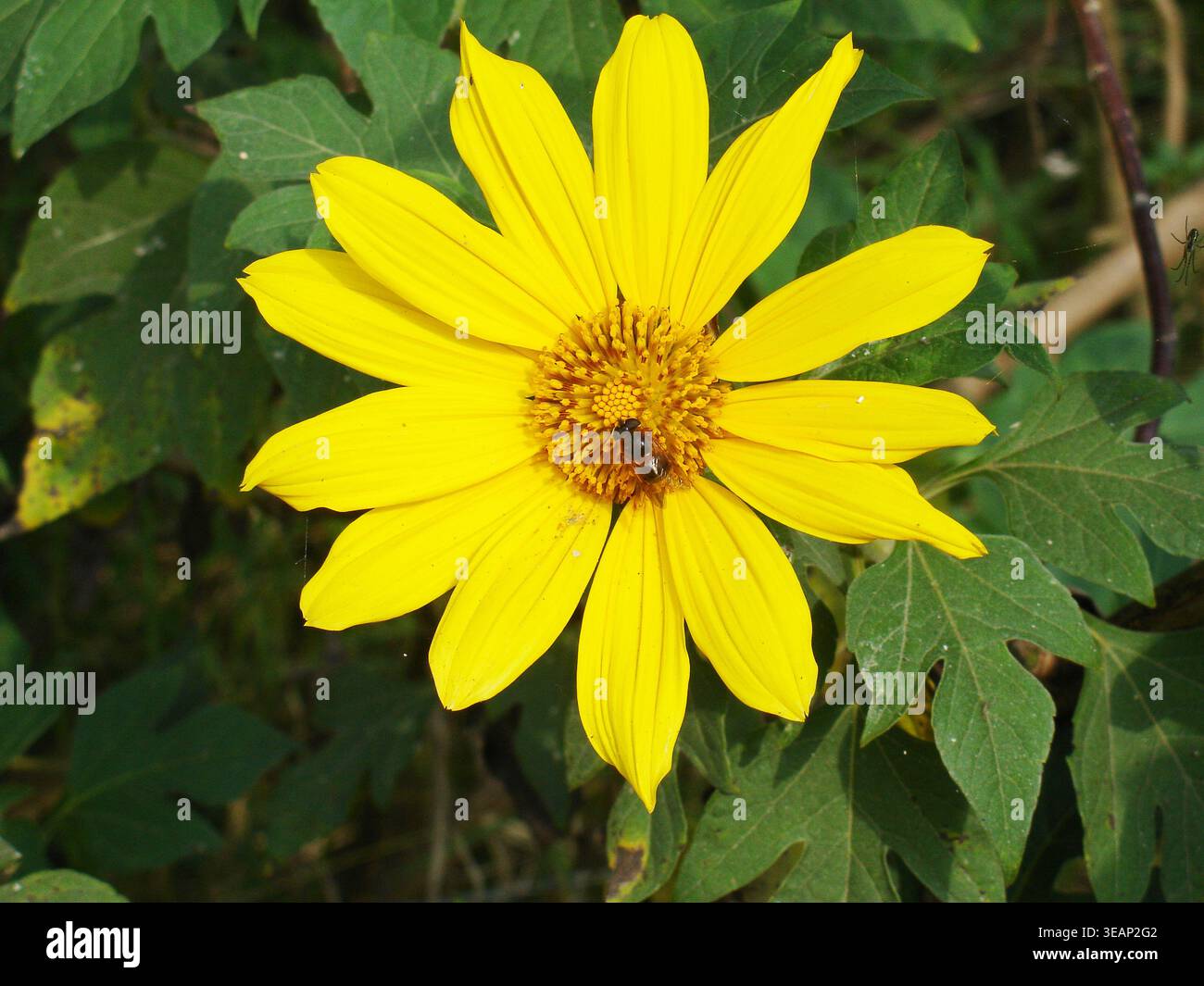 Daisy, Sao Paulo, Brasilien Stockfoto