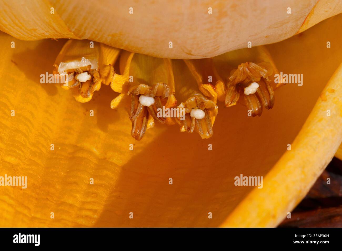 Blumen mit Antheren und Staubblättern von chinesischen Zwergbananen, goldenen Lotus-Bananen, chinesischen gelben Bananen. Musella lasiocarpa, Ensete lasiocarpum, Musa las Stockfoto