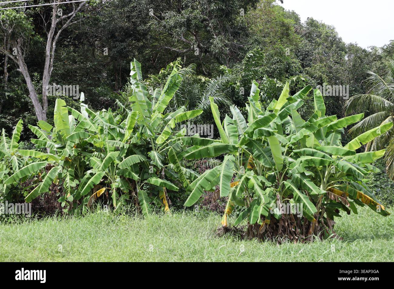 Hellgrüne Bananenbäume, die sich im Sonnenschein zwischen grasbewachsenem Rasen und dichtem Regenwald (tropisch) sonnen Stockfoto