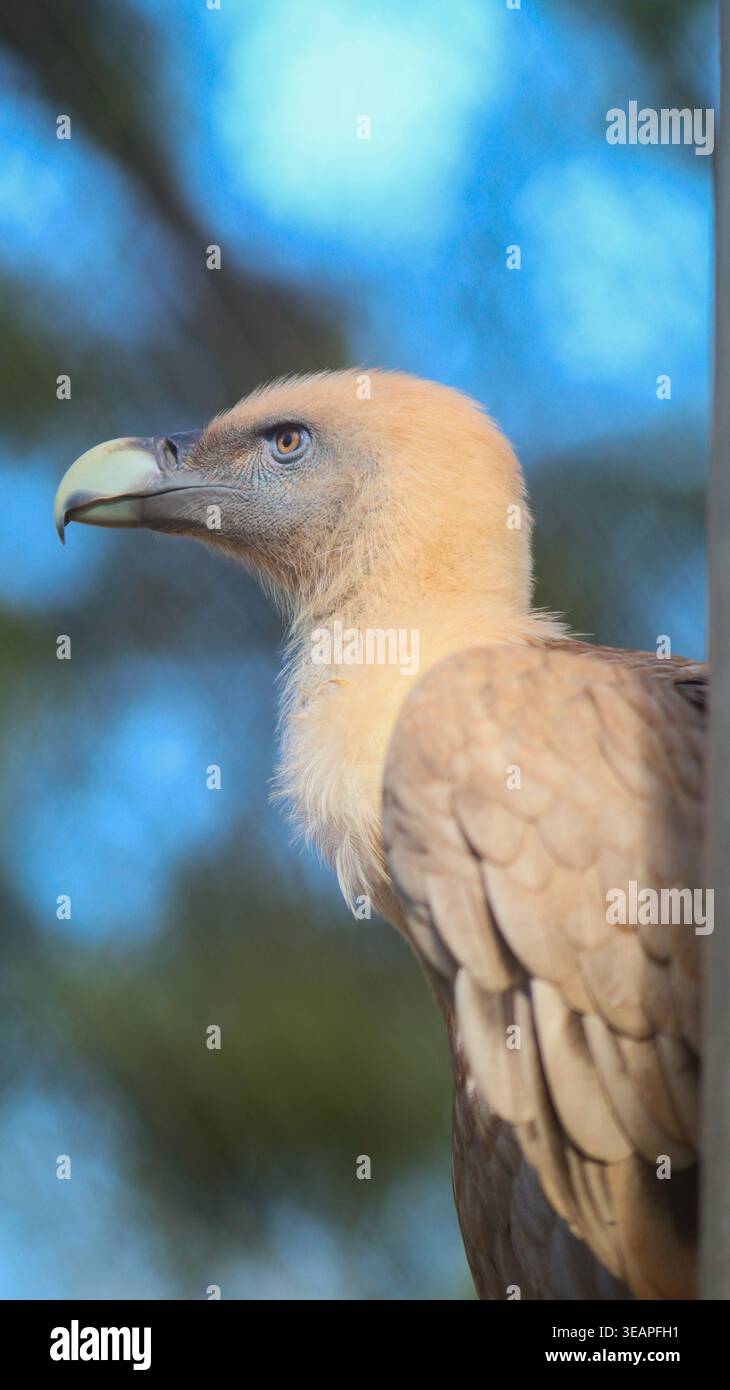 Geierporträt mit scharfem Schnabel in natürlichem Licht, Wildvogel Stockfoto