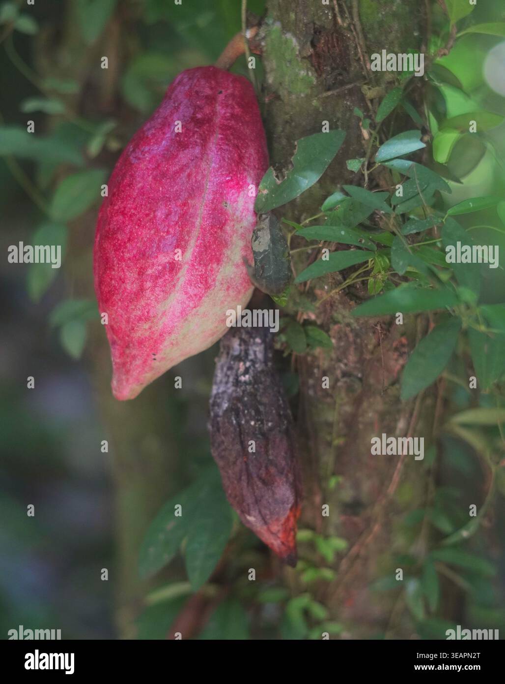 Kakao auf Kakaobaum Stockfoto
