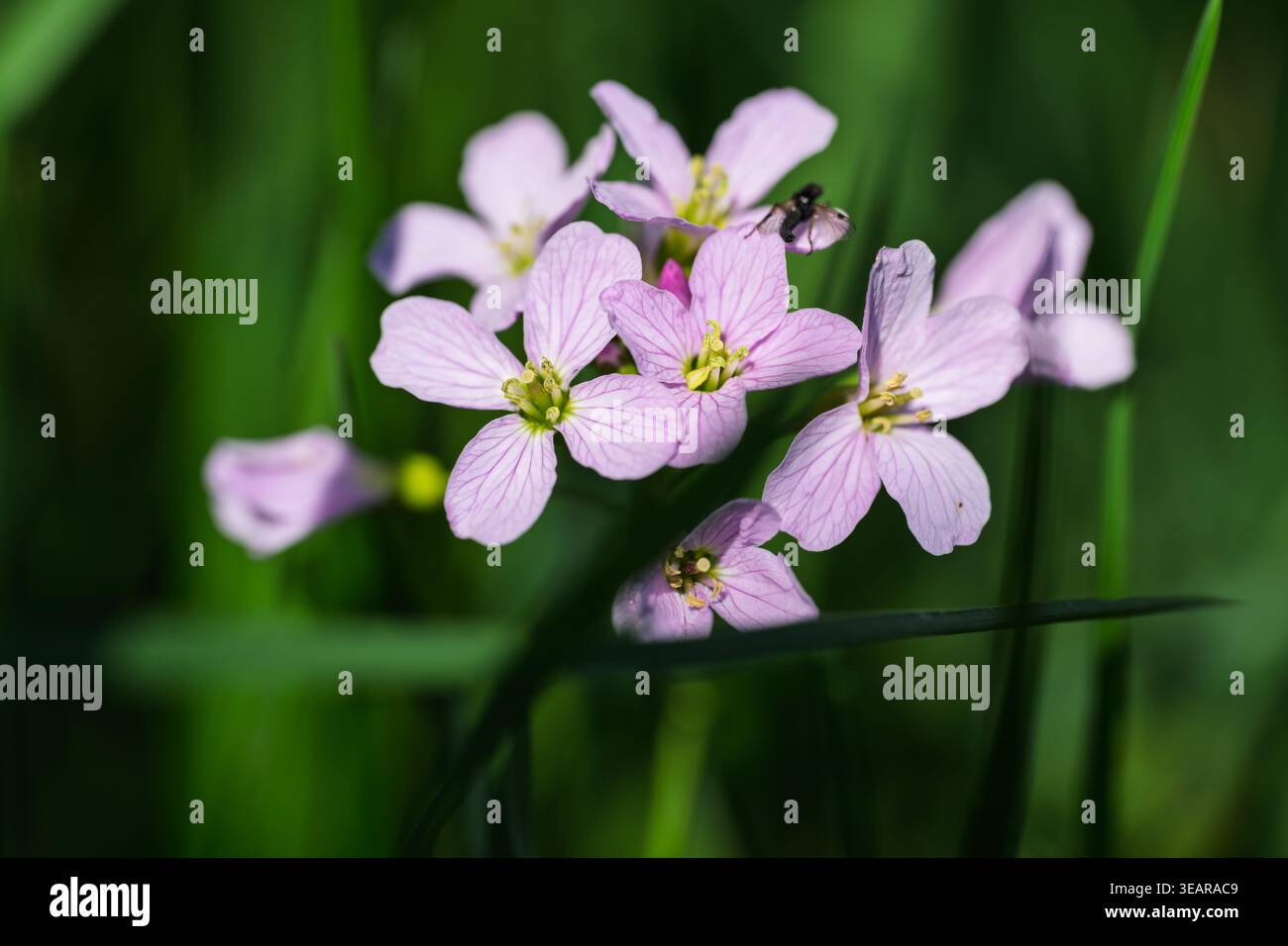 Eine Fliege landet auf einer zarten rosafarbenen Blume und sucht Nektar. Diese Interaktion unterstreicht die entscheidende Rolle von Insekten bei der Bestäubung und stellt die Fortsetzung der Bestäubung sicher Stockfoto