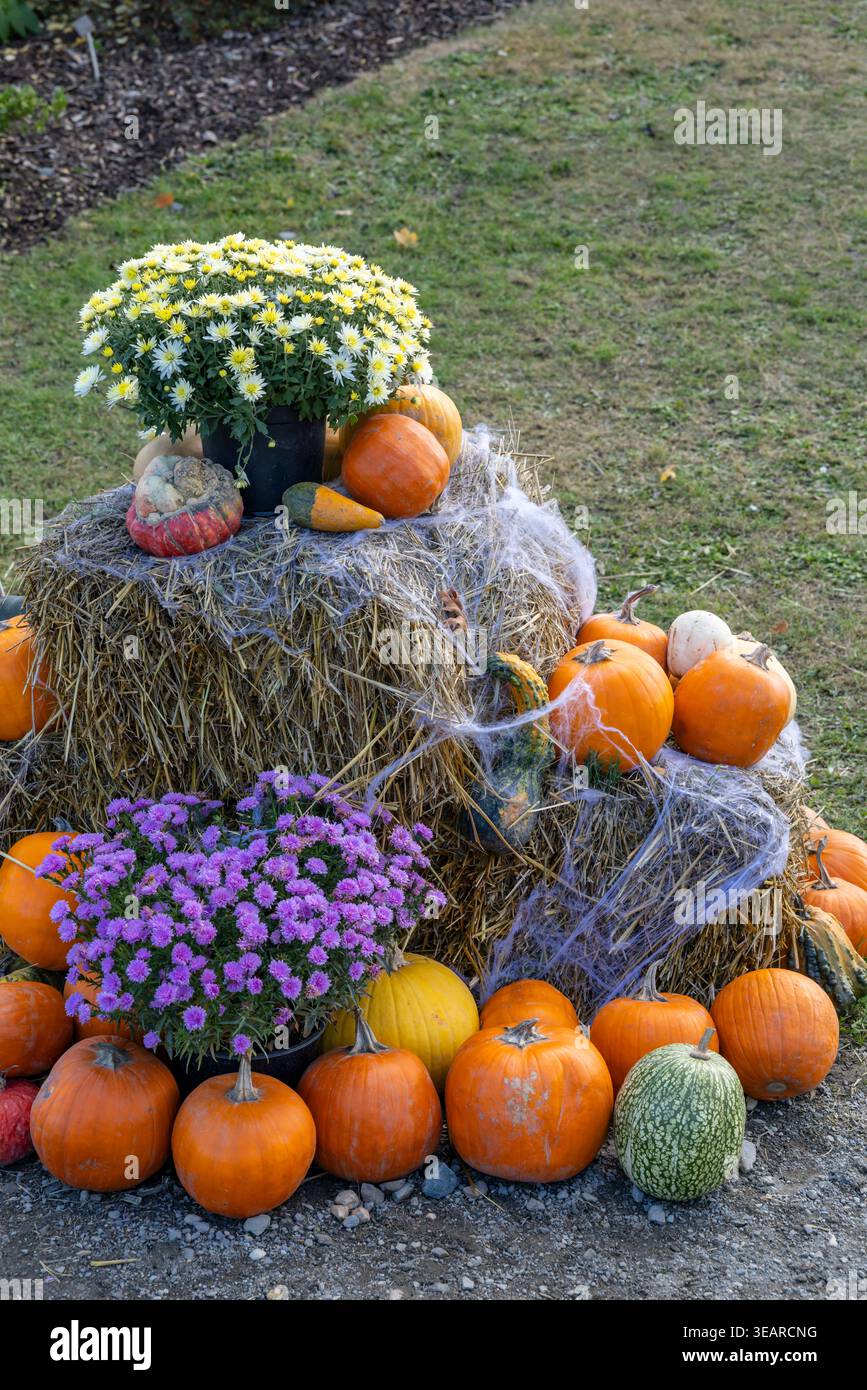 Saisonale Herbstpräsentation mit Heuballen, bunten Kürbissen, Kürbissen und blühenden Müttern Stockfoto