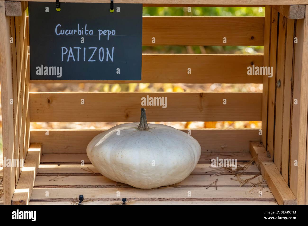 Patisson Squash, auch Pattypan genannt, auf einer Holzkiste aus K Pazderkam, Prag, Tschechien Stockfoto