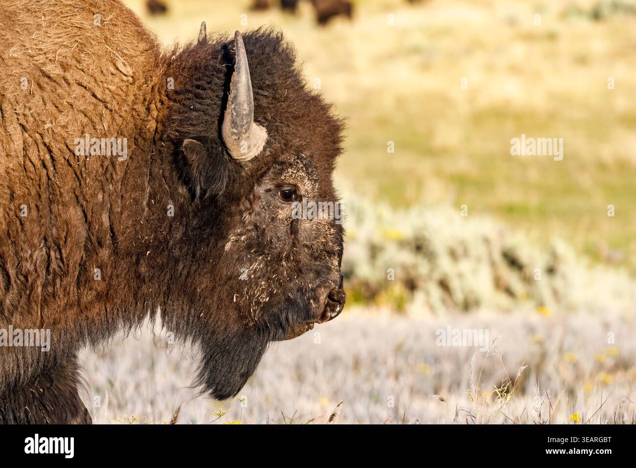 Bison, Lamar Valley, Yellowstone National Park, Wyoming, USA Stockfoto