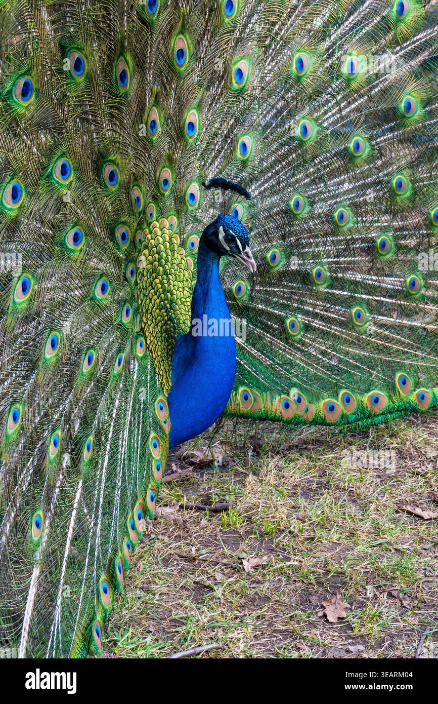 Ein markanter männlicher Pfau steht auf Gras mit seinem prächtigen Schwanz voll aufgefächert. Das schillernde blaue Gehäuse steht im Kontrast zum leuchtenden Grün und Gold Stockfoto