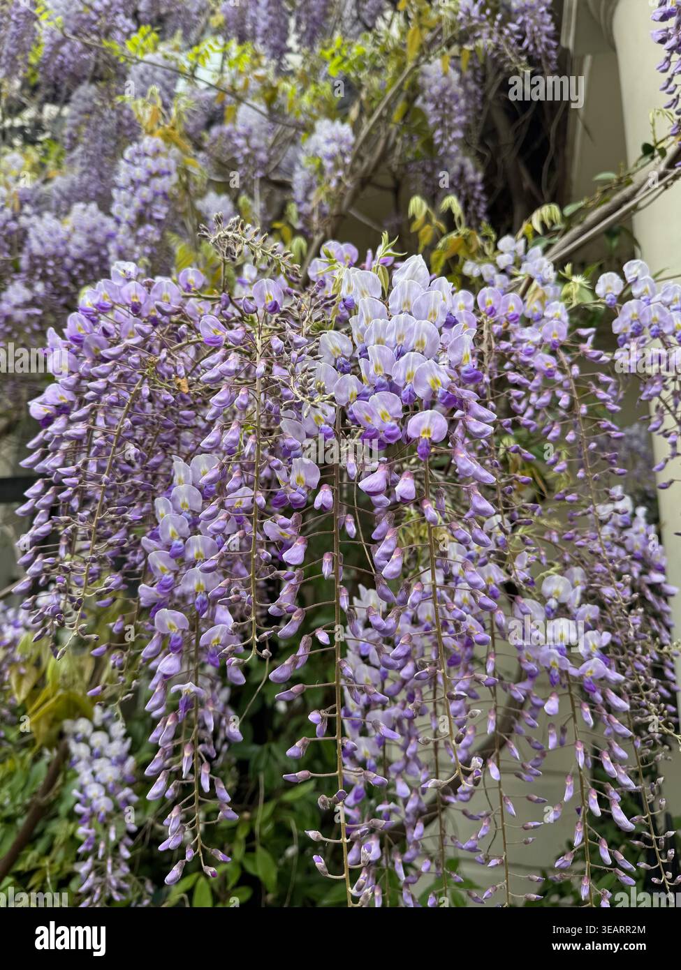 wisteria blüht im April - Smartphone-aufgenommenes Stockfoto