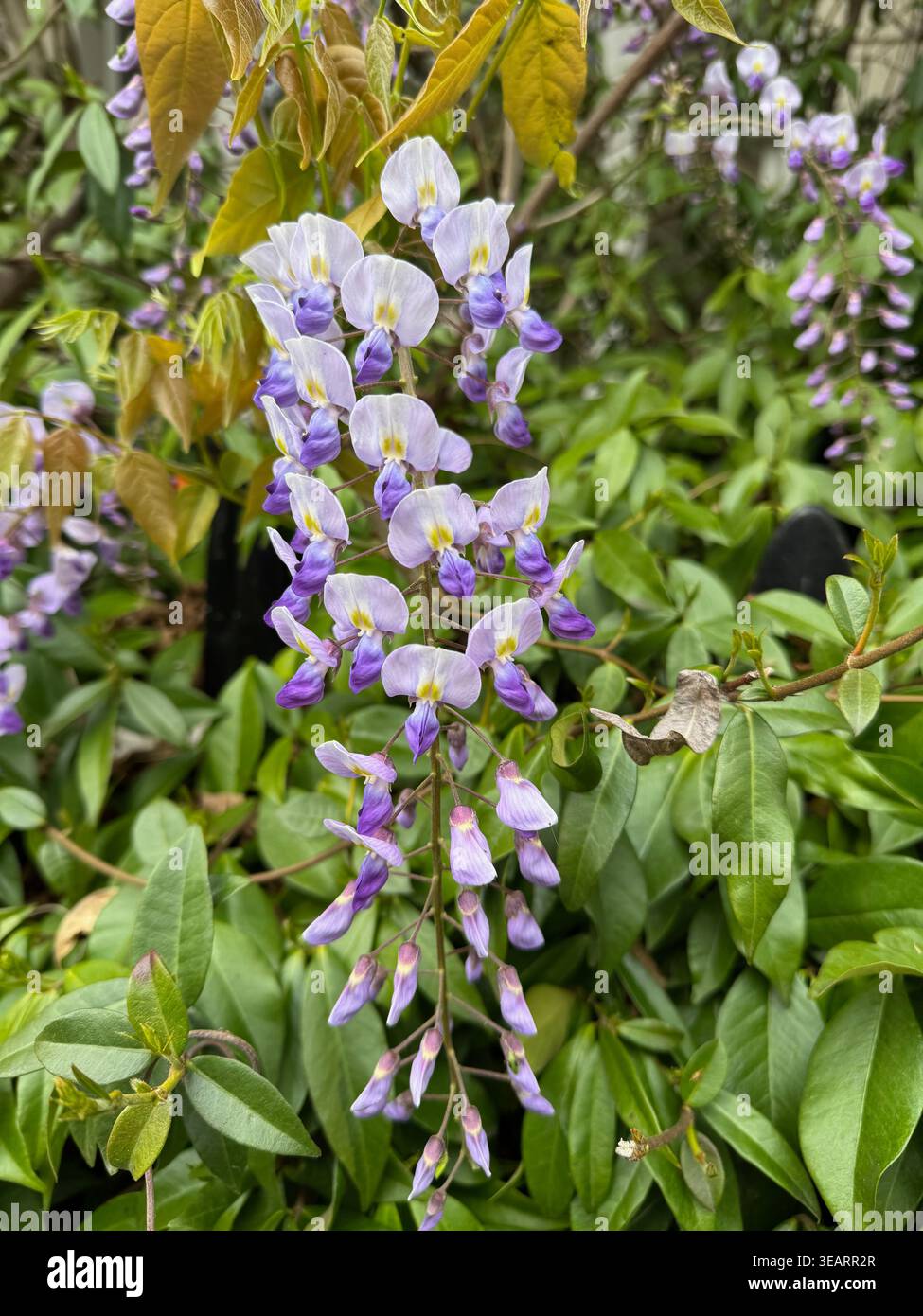 wisteria blüht im April - Smartphone-aufgenommenes Stockfoto