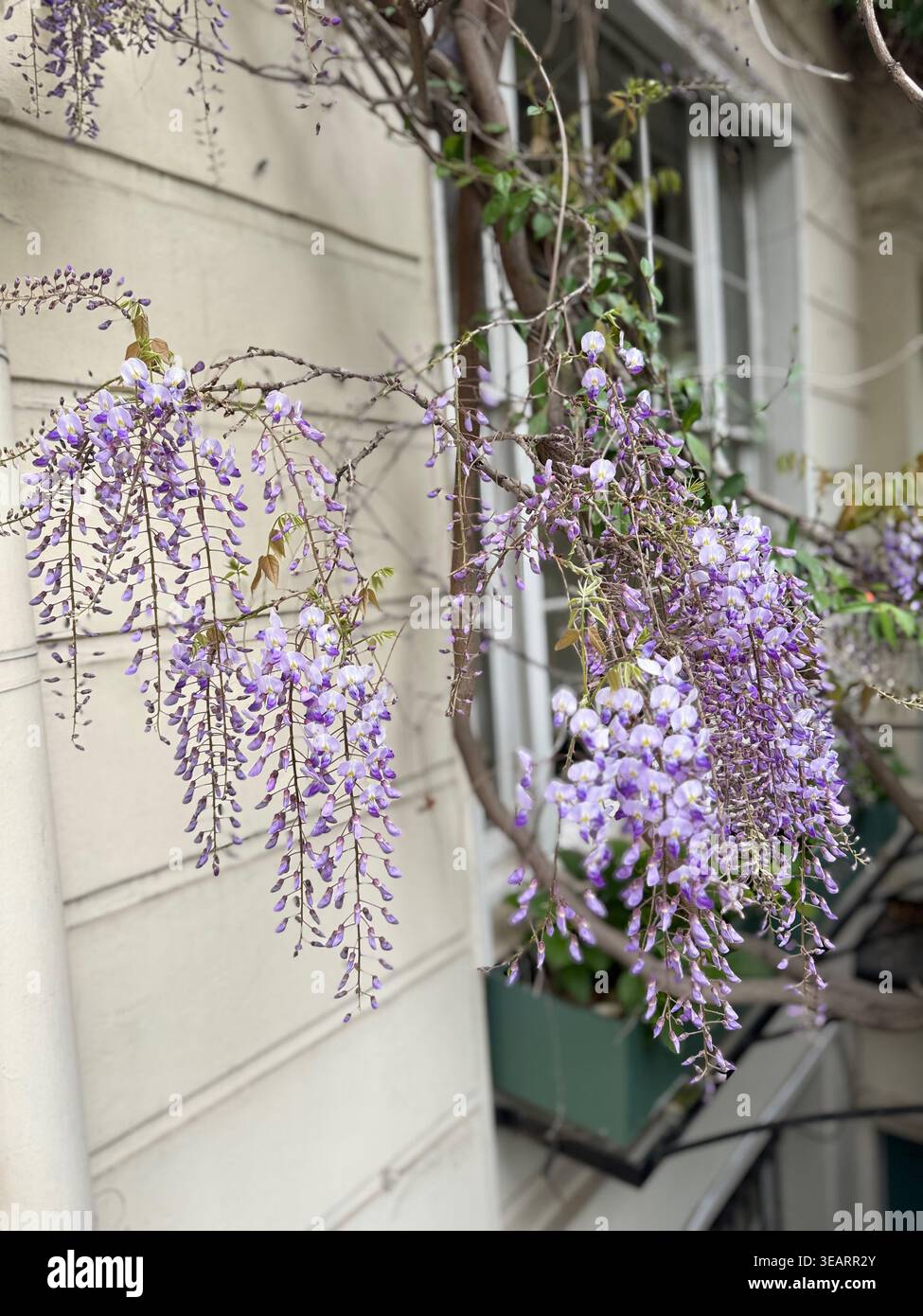 wisteria blüht im April - Smartphone-aufgenommenes Stockfoto