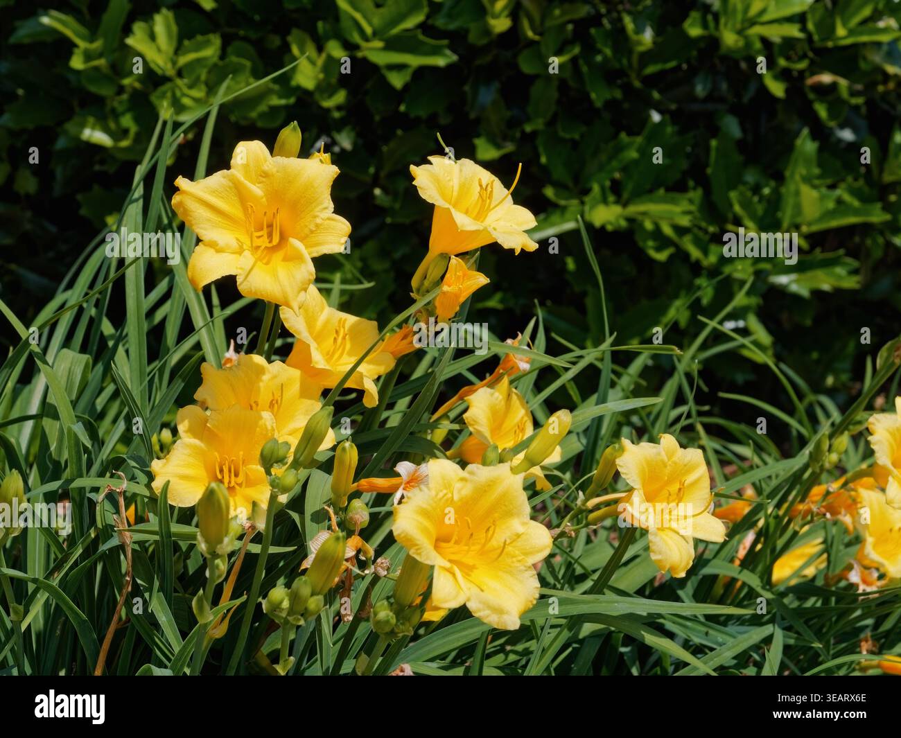 Narzisse Narzissen oder der Familie der Amaryllidaceae leuchtend gelben und früh blühenden Garten Blume in Home Gärten angebaut. Stockfoto