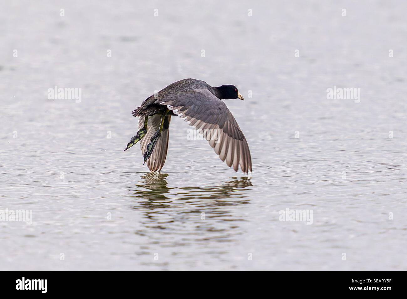 Ein amerikanischer Coot-Vogel, der über einem See mit seinen Flügelspitzen das Wasser berührt und mit seinen großen Füßen darunter herabhängt. Stockfoto