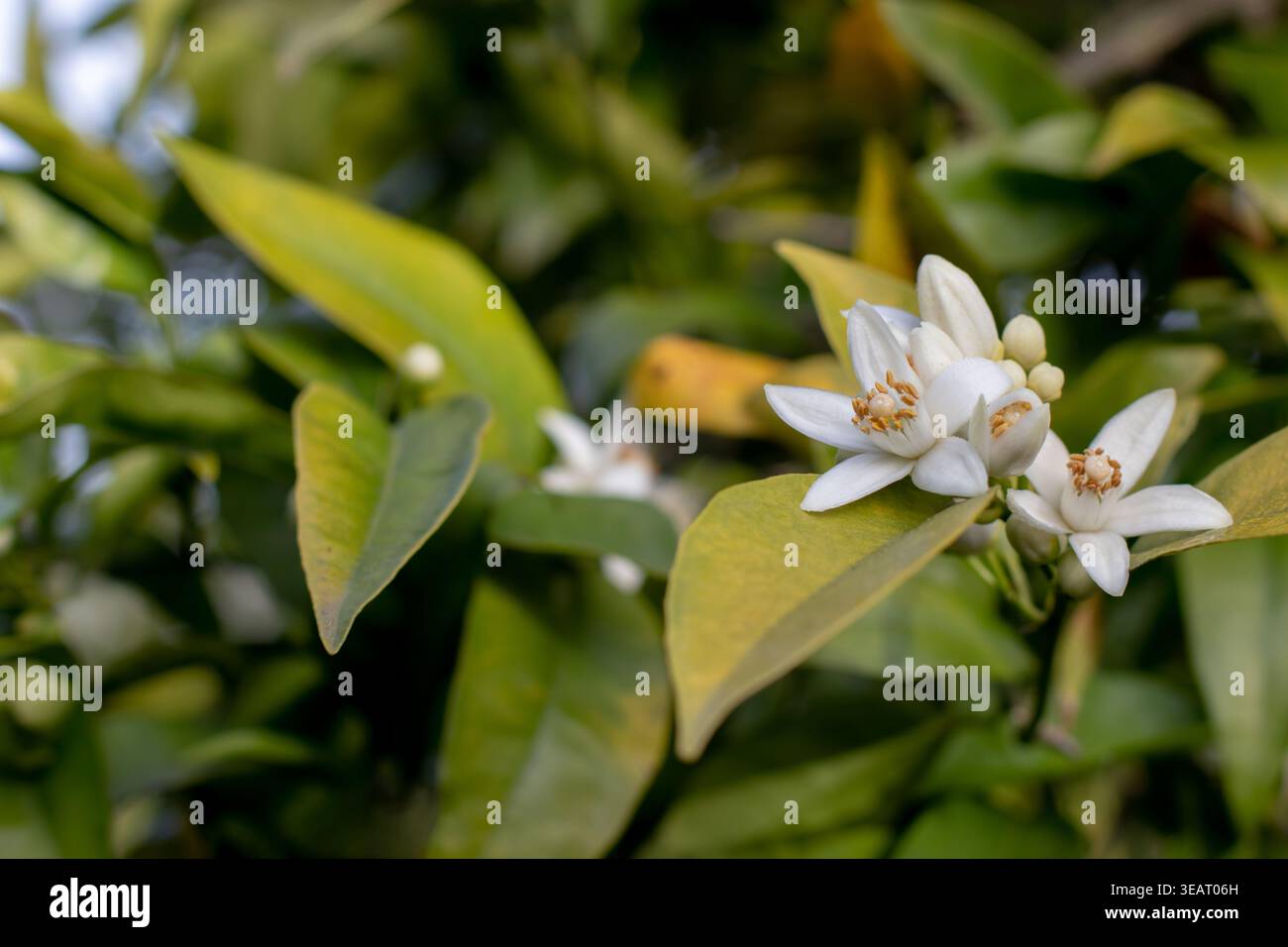 Nahaufnahme von Orangenblüten und Blättern. Neroli- oder azahar-Zitrusblüten schaffen eine duftende, frische Gartenszene mit weichem Tageslicht Stockfoto