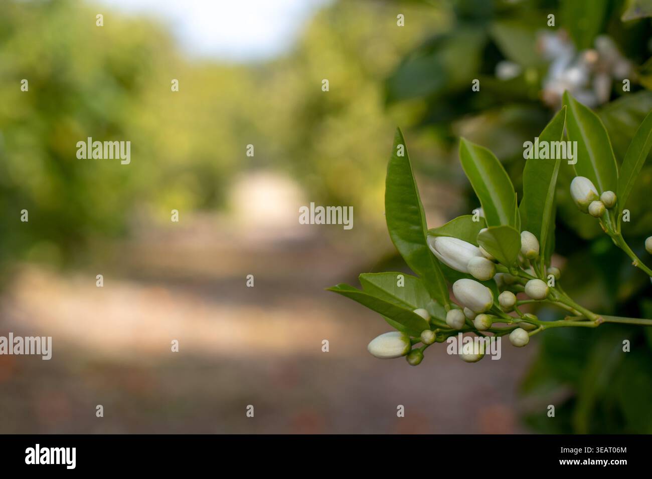 Orangenzweig mit weißen Knospen gegen einen sonnendurchfluteten Obstgarten. Neroli- oder azahar-Zitrusblüten schaffen eine duftende, weiche natürliche Gartenatmosphäre Stockfoto