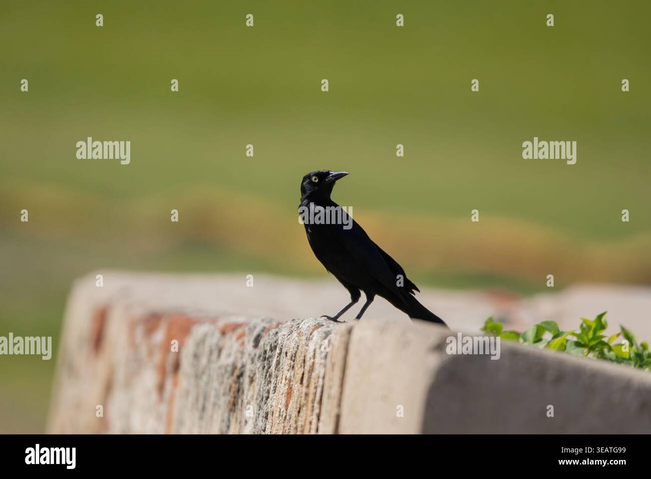 Ein männlicher Grackle (Quiscalus Major) thront auf einer historischen Steinmauer in Old San Juan, Puerto Rico Stockfoto