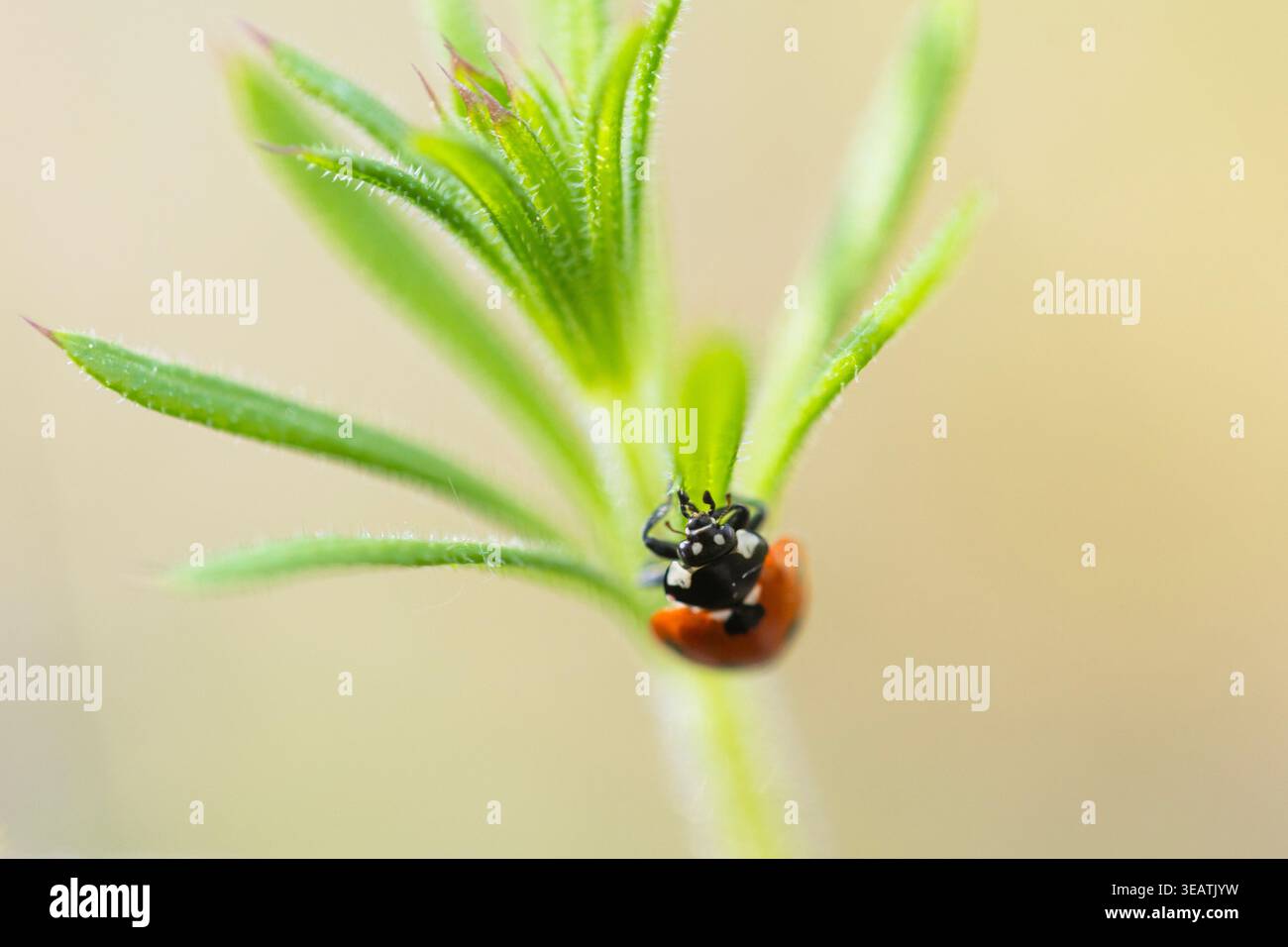 Ein Marienkäfer klettert auf eine grüne Pflanze, während er an einem schönen Sommerabend in einem Waldwald in Northamptonshire, Großbritannien, auf einem Baumstumpf sitzt. Stockfoto