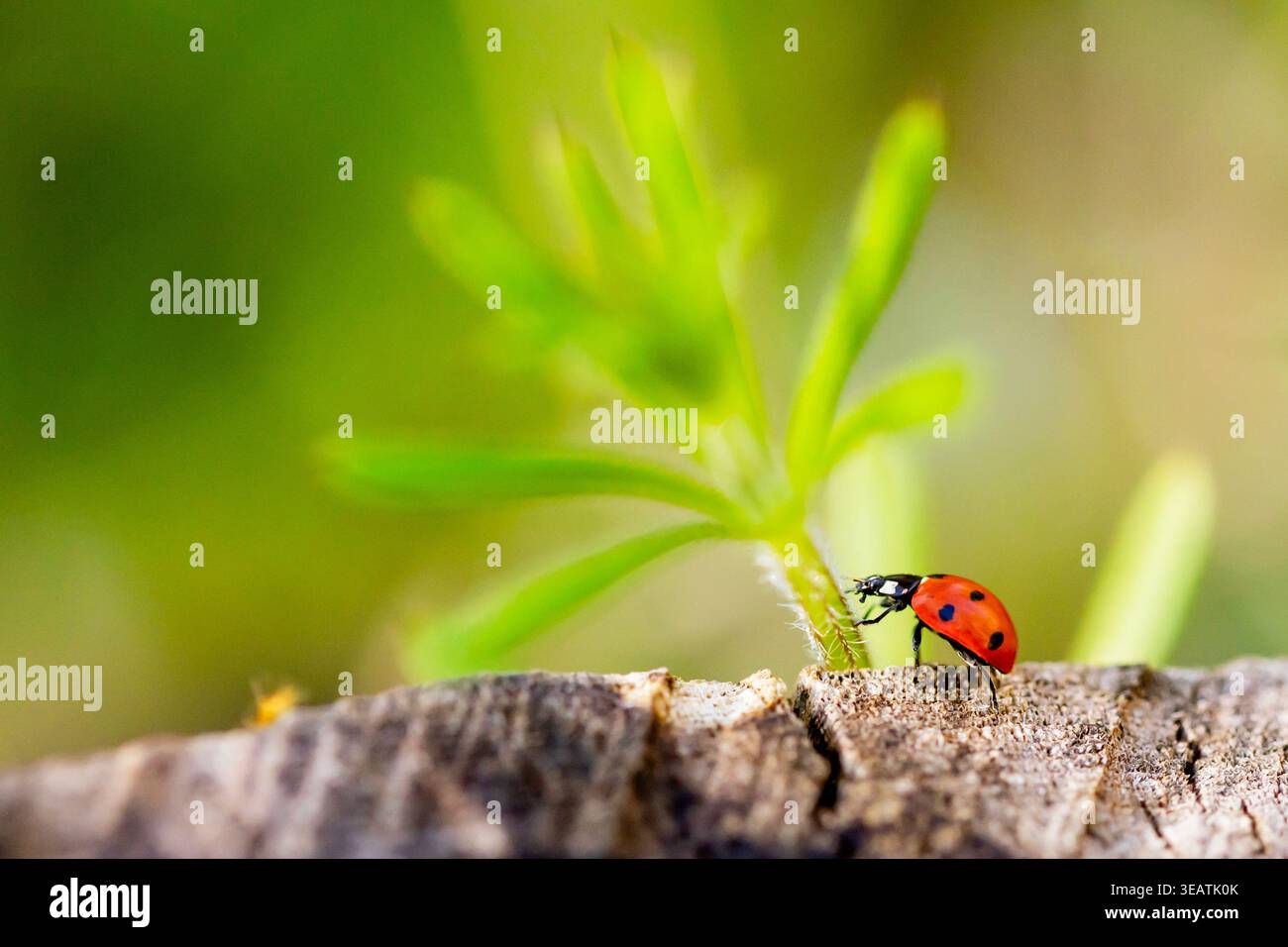 Ein Marienkäfer klettert auf eine grüne Pflanze, während er an einem schönen Sommerabend in einem Waldwald in Northamptonshire, Großbritannien, auf einem Baumstumpf sitzt. Stockfoto