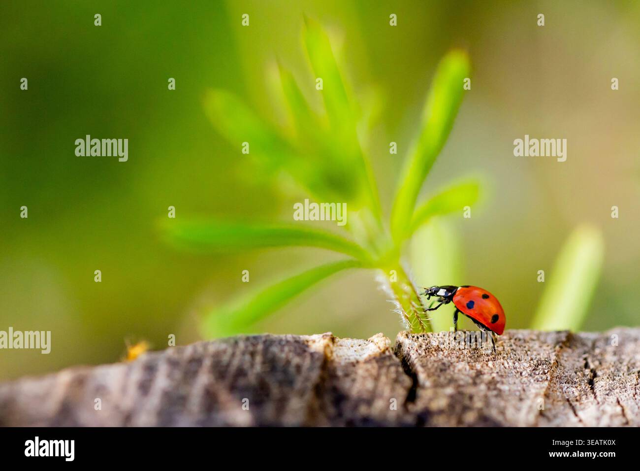 Ein Marienkäfer klettert auf eine grüne Pflanze, während er an einem schönen Sommerabend in einem Waldwald in Northamptonshire, Großbritannien, auf einem Baumstumpf sitzt. Stockfoto