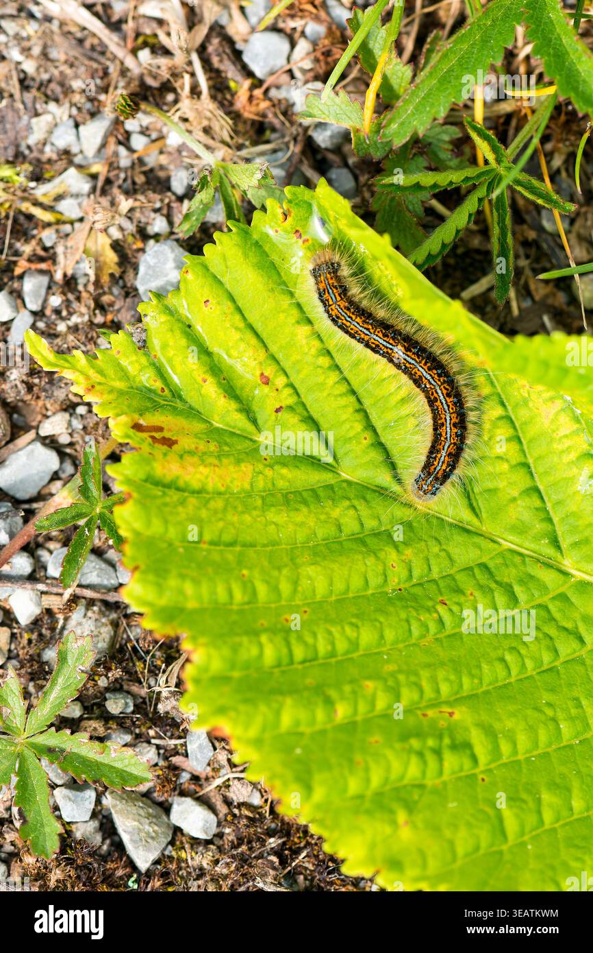 raupe, Wolfsmilch-Ringelspinner, Raupen Stockfoto