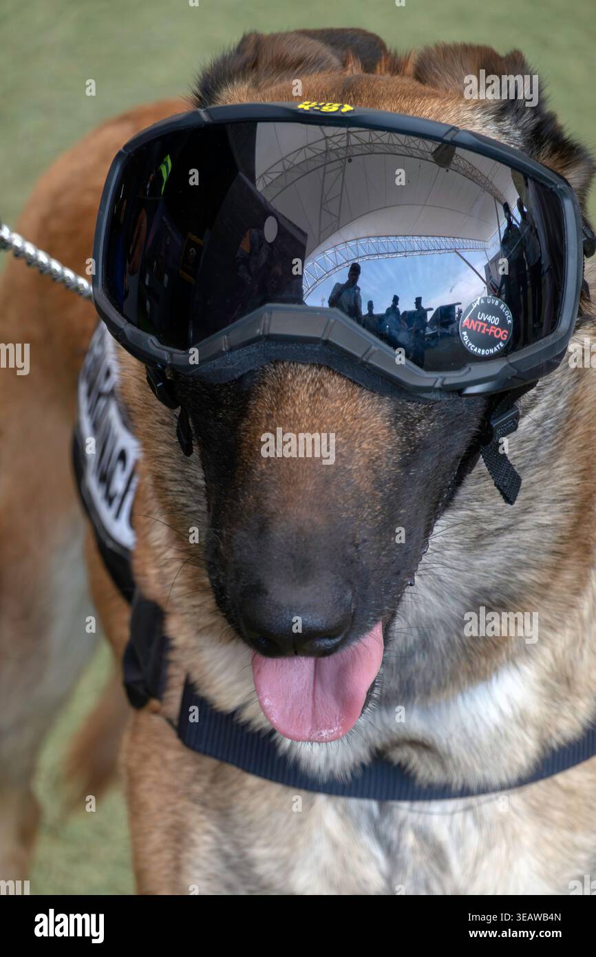 Militärischer Arbeitshund mit Schutzbrille Stockfoto