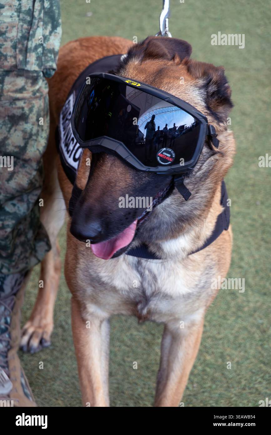 Militärischer Arbeitshund mit Schutzbrille Stockfoto