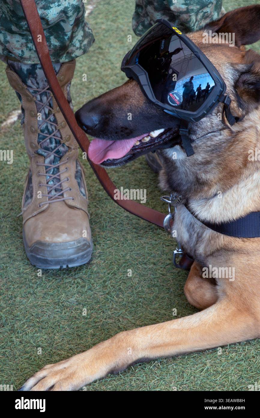 Militärischer Arbeitshund mit Schutzbrille Stockfoto