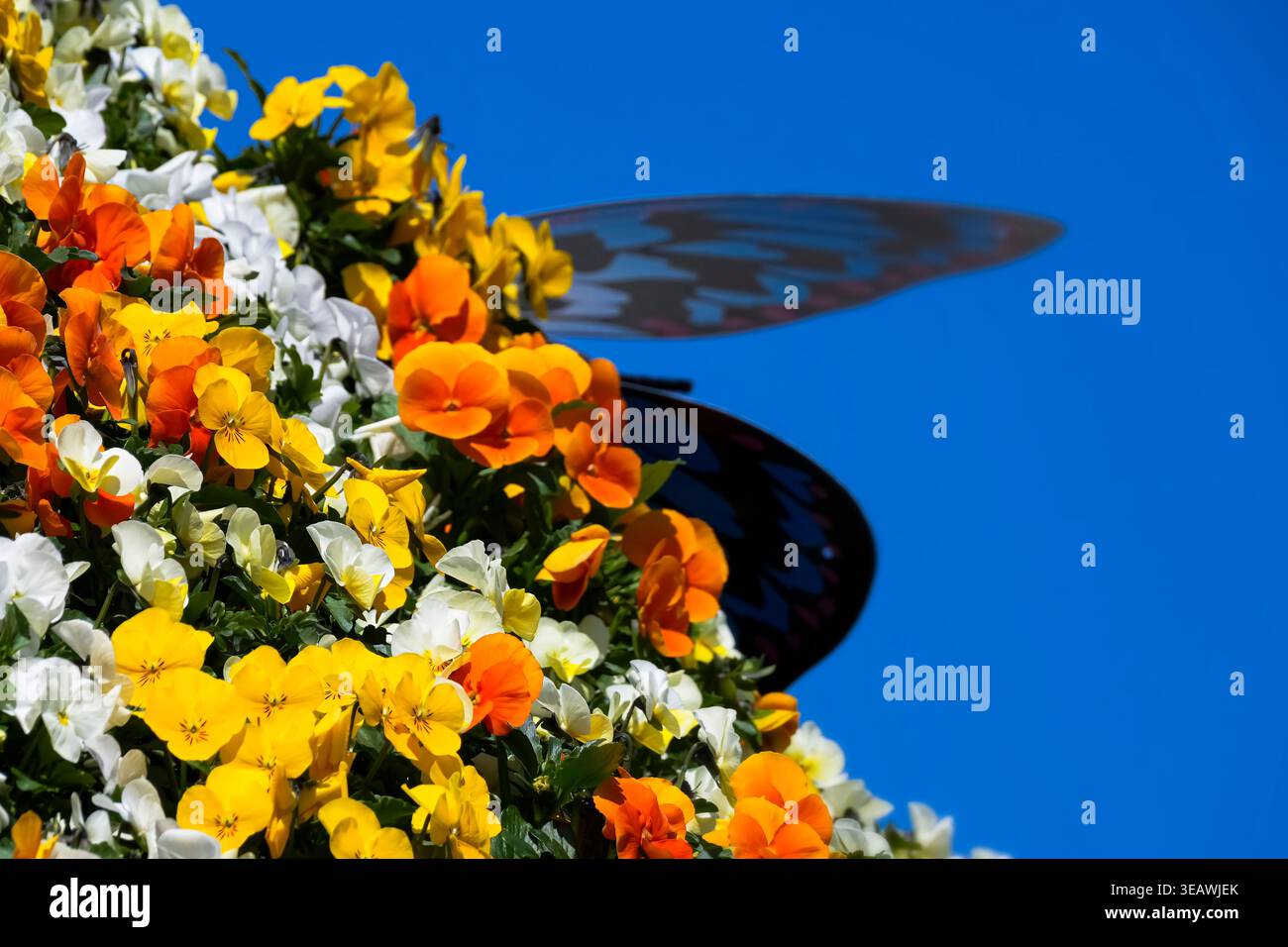 Nahaufnahme der farbenfrohen Blumenpracht von Stiefmütterchen, die in einer sonnigen Umgebung blühen und nachhaltige städtische Gartenarbeit hervorheben. Stockfoto