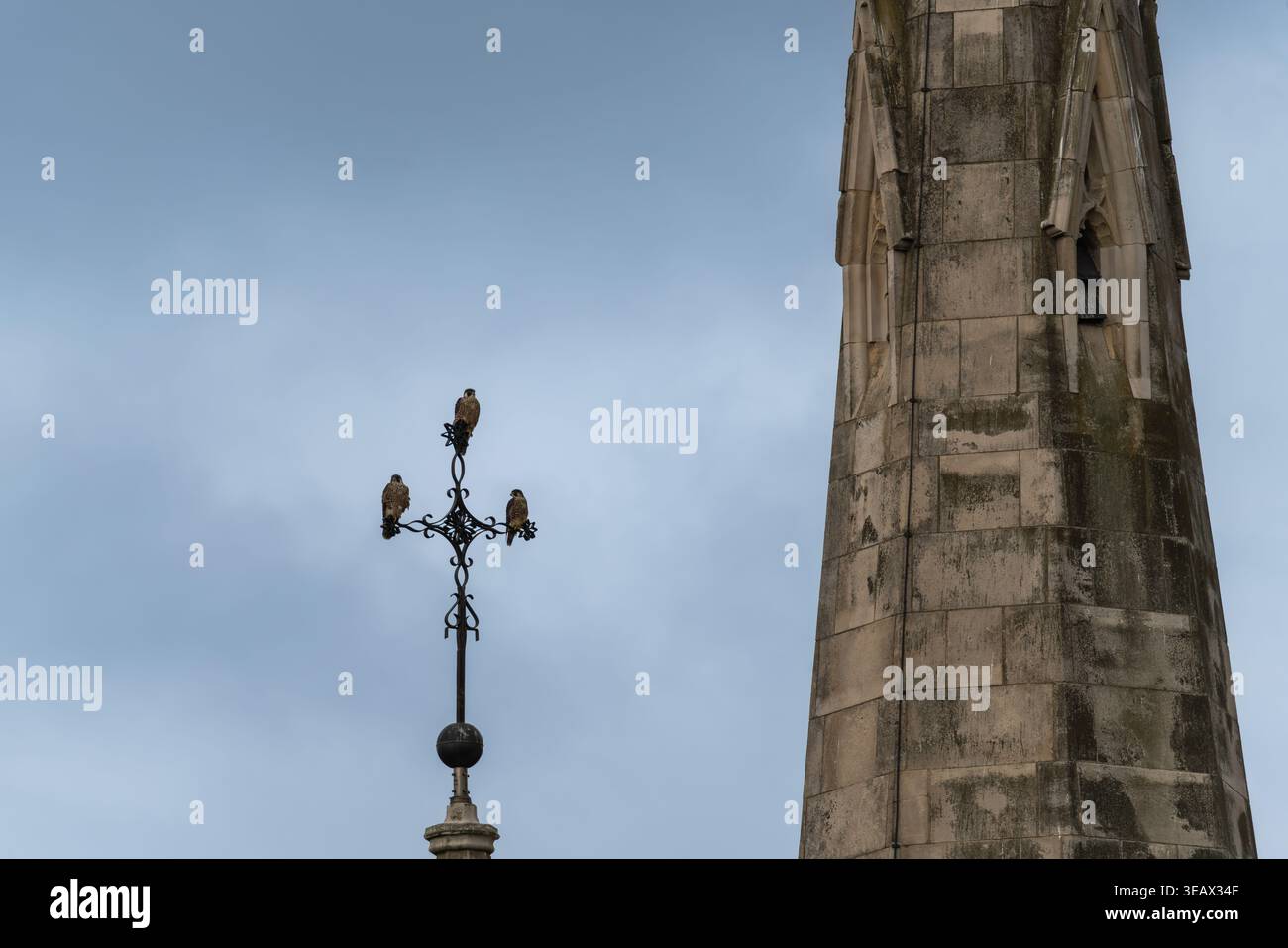 Drei Peregrine Falken (Falco peregrinus) auf dem kunstvollen Eisenkreuz unserer Ladye Star of the Sea römisch-katholischen Kirche in Greenwich, Großbritannien Stockfoto