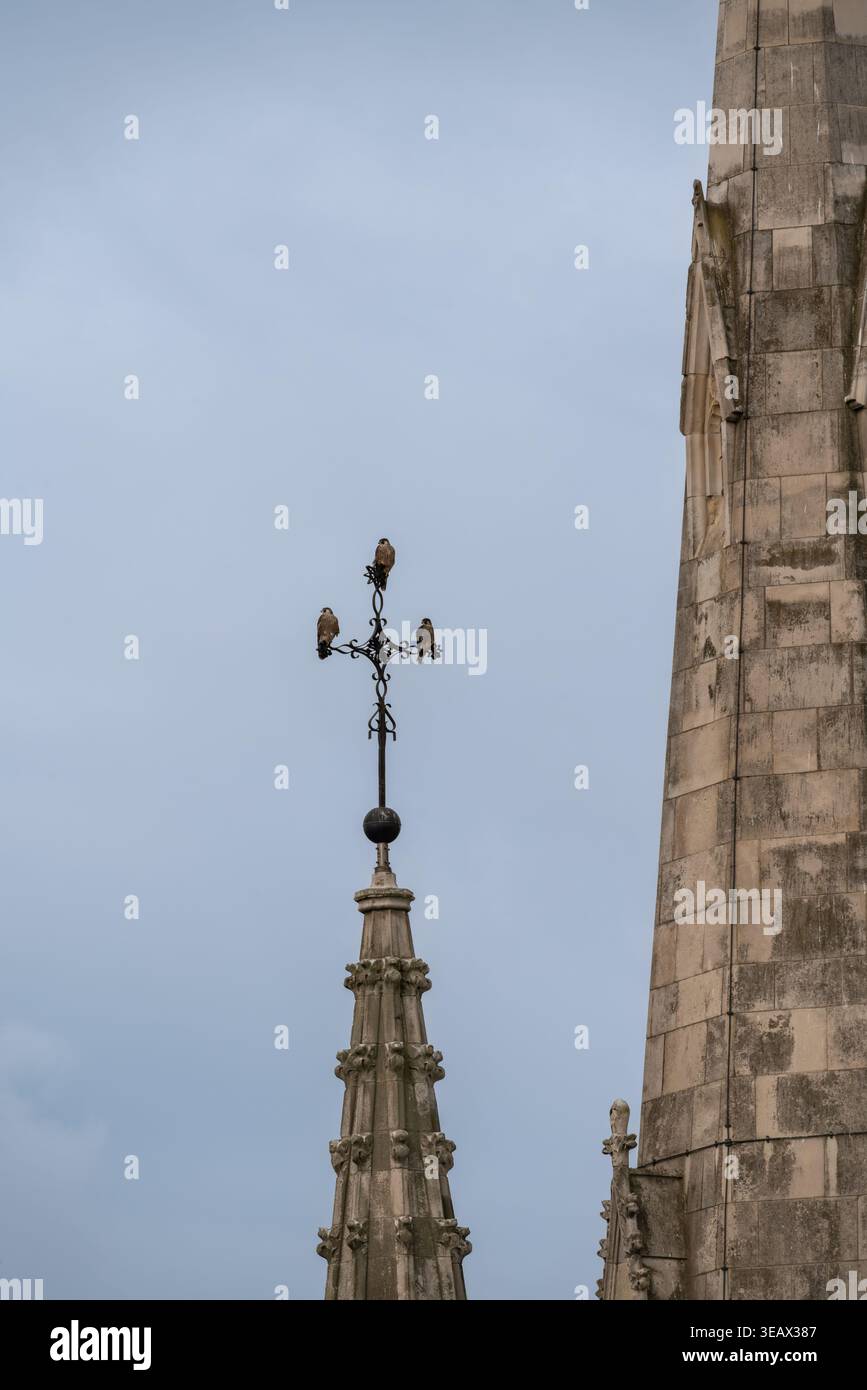 Peregrine Falken (Falco peregrinus) thronten auf dem kunstvollen Eisenkreuz unserer Ladye Star of the Sea Roman Catholic Church in Greenwich, London Stockfoto