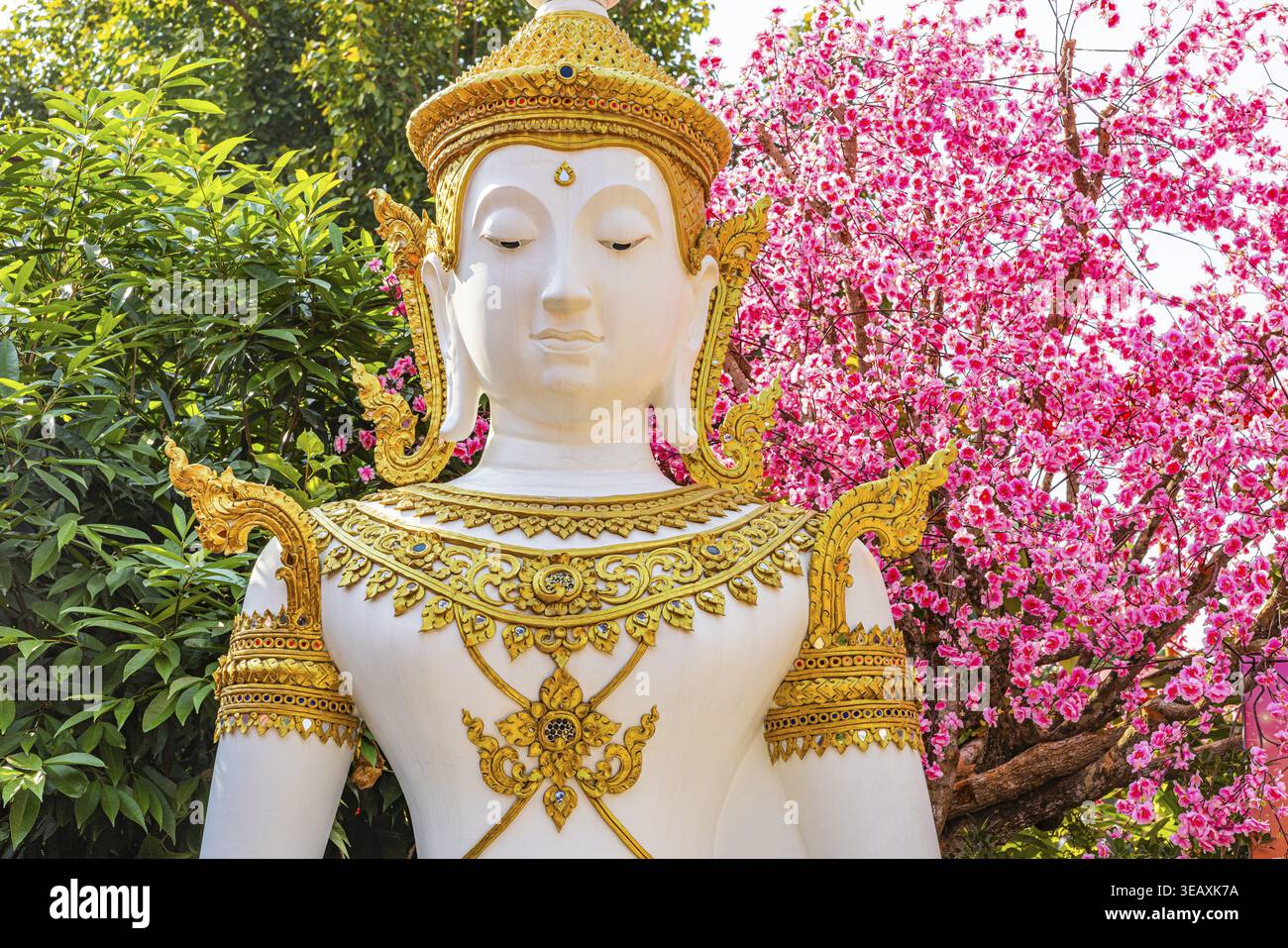 Kopf einer Buddha-Figur vor einem blühenden Kirschbaum, Altstadt, Chiang Mai, Thailand Stockfoto
