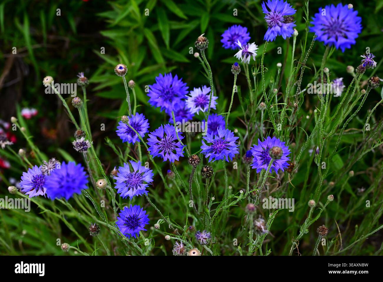 Kornblume (Centaurea cyanus). Hellblau-violette Blüten, medizinische, Lebensmittel-, Färbe- und Zierzwecke. Stockfoto